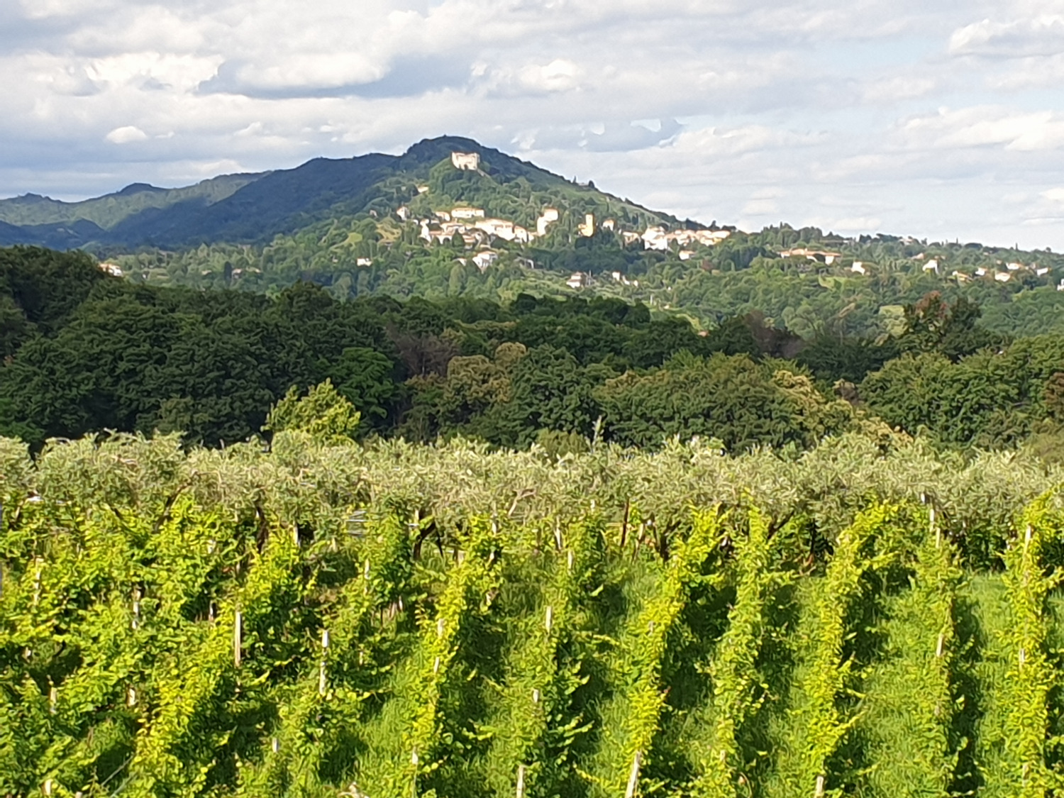 Tenuta Baron Tenuta Baron